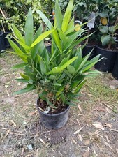 Sasa tessellata giant for sale  EGHAM
