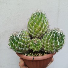 Coryphantha pseudonickelsiae b usato  Modena