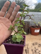 Portulacaria afra dwarf for sale  LITTLEBOROUGH