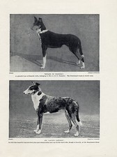 Smooth collie named for sale  COLEFORD