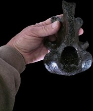 Bison axis vertebra. for sale  Hudson