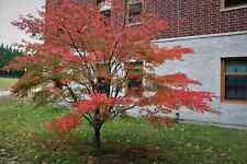 Rough bark japanese for sale  Johnston