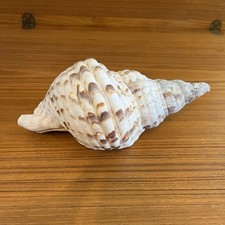 Giant charonia tritonis for sale  Dayton