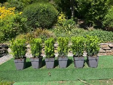 Large box evergreen for sale  MACCLESFIELD