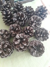 Pine fir cones for sale  SHIPSTON-ON-STOUR