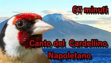 Canto del cardellino usato  Mola di Bari