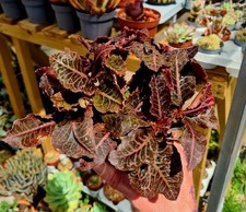 Euphorbia francoisii var. for sale  CLACTON-ON-SEA