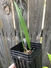 European fan palm for sale  Richmond