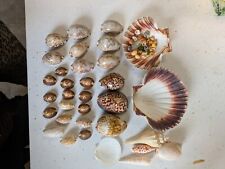 Cowrie shells tiger for sale  CHATTERIS