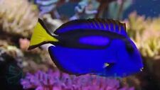 Blue hippo tang for sale  Los Angeles