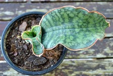 Sansevieria kirkii silver gebraucht kaufen  Oldenburg (Oldenburg)