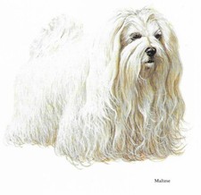 Maltese custom matted for sale  Tampa