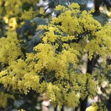 Acacia evergreen drought for sale  IPSWICH