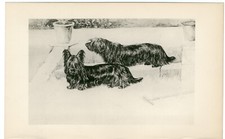 Skye terrier rare for sale  COLEFORD