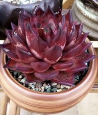 Sementes De 20x, Echeveria Agavoides Sangue Ébano, Raro comprar usado  Enviando para Brazil