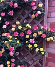 20x graine rosier d'occasion  Gouzeaucourt
