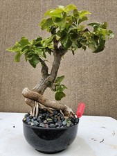 Old bougainvillea red for sale  Westminster