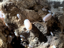 Papaya isopods free for sale  Mcallen