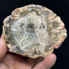 Polished arizona petrified for sale  Spokane