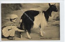 Malta maltese milk for sale  WITHERNSEA