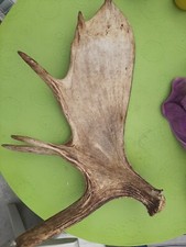 Schaufel elch geweih gebraucht kaufen  Uhingen