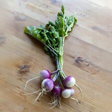 Turnip plug plants for sale  PRESTON