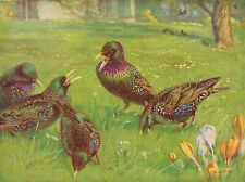 Starling vintage bird for sale  DEREHAM