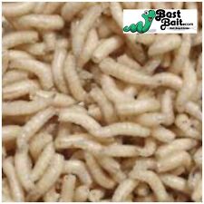 Live spikes maggots for sale  Lakeside Marblehead