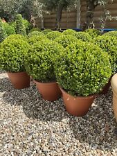 Buxus balls for sale  TEWKESBURY