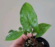 albo syngonium variegata gebraucht kaufen albo syngonium variegata gebraucht kaufen Gaukönigshofen