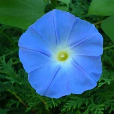 Ipomoea heavenly blue for sale  LONDON