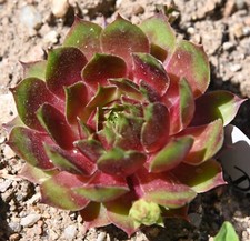 Sempervivum dachwurz sorte gebraucht kaufen  Dresden