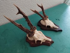 Beaux trophees massacres d'occasion  France