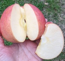 One snow apple for sale  Kingsburg