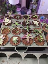 Mini succulent assortment for sale  Boscobel