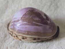 Sea shell tiger for sale  Pahrump