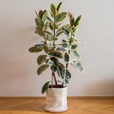 Ficus tineke large for sale  UK