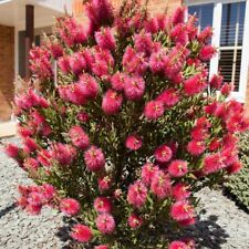 Bottle brush plants for sale  LONDON