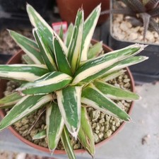 Agave white mountain usato  Porto Cesareo