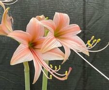 Hippeastrum stylosum very d'occasion  Expédié en Belgium