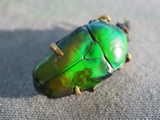Broche ancienne scarabee d'occasion  Tocane-Saint-Apre