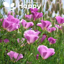 California poppy purple for sale  DONCASTER