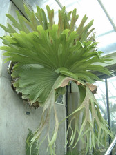 Platycerium bifurcatum staghor for sale  BECCLES