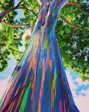 1000 pcs rainbow for sale  Palm Desert