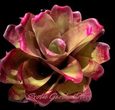 Neoregelia big bopper for sale  USA