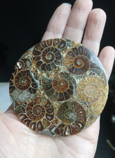 Plateau ammonites madagascar d'occasion  Champforgeuil