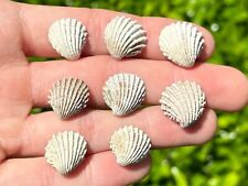 England fossil bivalves d'occasion  Expédié en Belgium