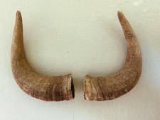 Vintage bull cow for sale  Louisville