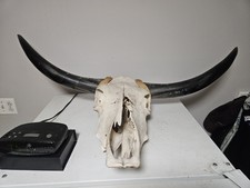 Longhorn skull for sale  Brooklyn