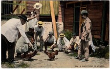 Mexico postcard cock for sale  COLWYN BAY